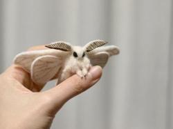 0hsosketchy:  ytoob:   venezuelan poodle moth  such a cutie  it looks like it flew here straight from some anime 