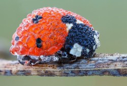 helloitsthemartianspacejamjordan:  ausonia:  Ladybug in the morning dew   this raspberry is weird colours…