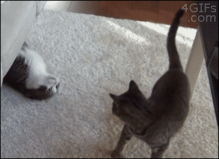 hypnoskid:   unimpressedcats:  i can’t stop watching  This is my favourite gif 