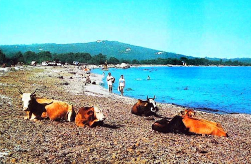 Des vaches sur la plage de San Cipriano, Corse du Sud, 1970-80s.