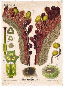 Arnold &amp; Carolina Dodel-Port. The Dodel-Port Atlas (Stigma and pollen tubes of Lilium martagon illustration). 1878-1893.