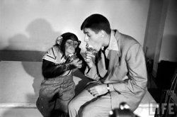 Jerry Lewis mangeant une glace avec un chimpanzé.