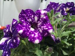 sixpenceee:  These flowers are known as the night sky petunia