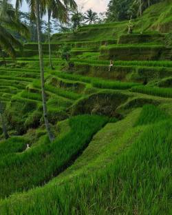 Staying in #Ubud means being surrounded in rice terraces that go on for days 