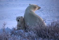 Stickin’ close to Mom (Polar Bears)