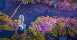 sixpenceee:  Tokyo-based photographer Danilo Dungo uses drones to take stunning pictures of Japanese cherry blossoms. Every spring, he goes to the Inokashira Park to admire the blossoms, and while regular photography capture the park’s beauty, the drones