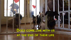 trollonasan:  bootlegprecious:  sizvideos:  Dog retirement homeVideo  I would never stop crying.  they also have a webpage! Here it is with donation link! 