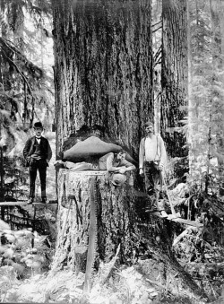 Lumberjacks cutting down a redwood in Humboldt County, California, ca. 1900.