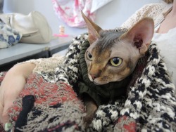 kropotkitten:  fungusqueen:  my classmate brought her hairless cat to our final in the sweater she crocheted for him  ngl smiled and my eyes got watery from happiness cause of this 