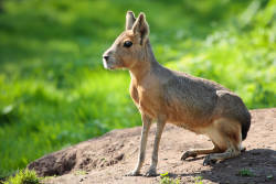 sixpenceee:  The Patagonian Mara is a relatively large rodent found in parts of Argentina. This herbivorous, somewhat rabbit-like animal has distinctive long ears and long limbs and its hind limbs are longer and more muscular than its forelimbs.