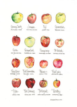 rainydaysandblankets:  coastalcottage:  Apple Chart // elizabethperson  you’re welcome for honeycrisp apples. 