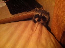 iridessence:  raze-hell:  My parents rescued a baby raccoon who lost her mama to a neighbor’s dogs. Her name is Sassafras, Sassy for short.   sassy’s going to destroy the home, more than likely