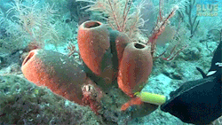 sarahfox13:  sixpenceee:  inverted-typo:  This is actually a test showing how sponges pump water through themselves for filter feeding!They simply colored the water around them so you could easily see the process.       I love the ocean 