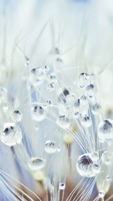 myiphonewallpaper:  #water drops #iPhone 5s #white #wallpaper  Nature iPhone 5s Wallpapers