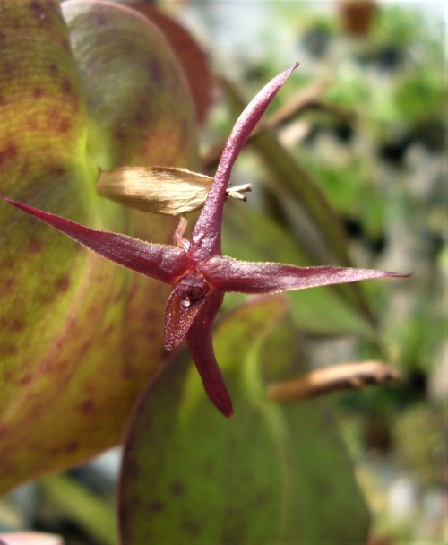orchid-a-day:    Pleurothallis indexSyn.: Acronia index; Zosterophyllanthos index  September 12, 2020 