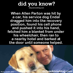 fight-0ff-yourdem0ns:  did-you-kno:  When Allen Parton was hit by a car, his service dog Endal dragged him into the recovery position, found his cell phone and pushed it into his hand, fetched him a blanket from under his wheelchair, then ran to a nearby