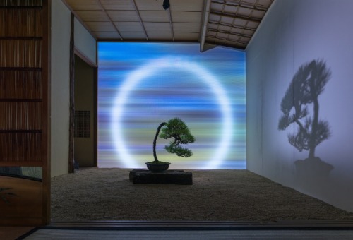 jareckiworld:  Masashi Hirao (平尾成志)   — Bonsai Landscape  (installation, 2019)