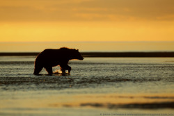 fuck-yeah-bears:  Bear Sunrise by David Hemmings