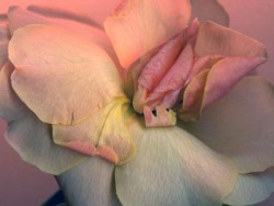 cloudgurl:  acidhippie:  Do people really think it’s a coincidence that so many flowers’ petals resemble women’s vaginas   bc we are flowers actually