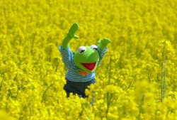 weavemama:  kermit really is that bitch…… he went from crying in showers and talking to negative inner monologues to running freely in a dandelion field,,…i’m tryna be on this level   Same