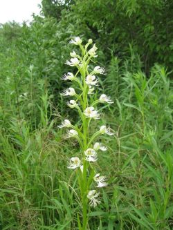 typhlonectes:  Protecting the Last Eastern Prairie Fringed Orchids  The eastern prairie fringed orchid relies on the remaining tallgrass prairies in Iowa. Although a vast 30 million acre sea of tallgrass prairie once covered Iowa, today less than 1%