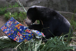gettyimages:  Taronga Zoo Animals Recieve Christmas Gifts A Sun Bear receives a Christmas treat at Taronga Zoo on December 14, 2012 in Sydney, Australia. Taronga Zoo celebrated Christmas early giving Christmas-themed environmental activities to the zoo’s