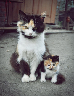 roninwarriorsfanatic:  awesome-picz:  Cats With Their Cute Mini-Mes  chibicrow 