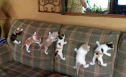 fandomsandconservativelogic:  joilieder:  Spidercats in training.  The kittens tag is a happy place. 