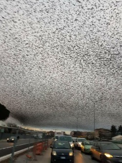 wepon:deathcarpets: thisobscuredesireforbeauty: Thousands of starlings over Rome.Source  someone kicked the cable on the skybox and it’s just static   “the sky above the port was the color of television, tuned to a dead channel.” -neuromancer