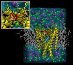 currentsinbiology:  Water molecules control inactivation and recovery of potassium channels (EurekAlert) Just 12 molecules of water cause the long post-activation recovery period required by potassium ion channels before they can function again. Using