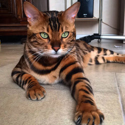 boredpanda:    Meet Thor, The Bengal Cat With Purrfectly Beautiful Fur  