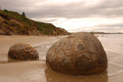 coolthingoftheday: The Moeraki boulders present a curious spectacle for inhabitants and tourists alike. Stretched across the sands of Koekohe Beach on the New Zealand coast, they stand isolated and sometimes scattered in clusters. It is believed that