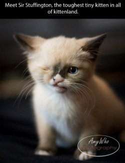 221cbakerstreet:  CUTE SMALL PIRATE CAT FRIEND I Fell in love &lt;3 