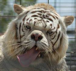 sixpenceee:  KENNY: THE INBRED TIGER WITH “DOWN SYNDROME” Pictures have been circulating the internet about a white tiger with down syndrome. Kenny’s diagnosis of down syndrome is questionable. But what is sure is that he was a victim of inbreeding.