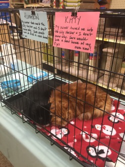 awonderfullybeautifuldisaster:  toss-my-vegan-salad:  Attention to all of my Central and Southern California followers! This is Pumpkin and his sister Kitty. They are both about 8 years old and were dumped off at a shelter in the Santa Clarita Valley