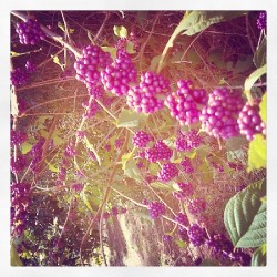 #purple #berries