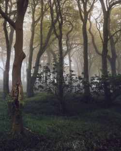 wanderthewood:Lancashire, England by colinbell