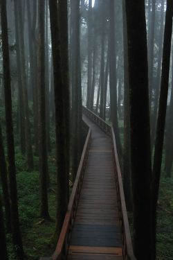 grxph:  anotic:  Alishan National Park, Taiwan  |  Karl Zimmerman  ♕luxury/urban blog ♕ 