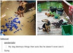 itsstuckyinmyhead:  Dogs and Tumblr