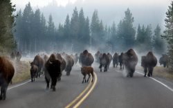 nanoochka:  dreamingariel:  speeding54:  YELLOWSTONE-“…the mist surrounding the bison was because they had just crossed a river. Their body heat in the cold air caused the water to turn to vapor.”  GHOST BISON  “There’s really a very simple