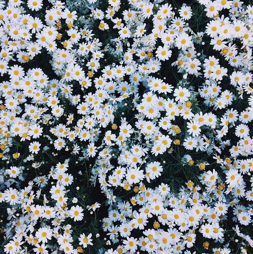 daisy background | Tumblr