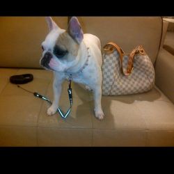 #FBF 5 years ago with my #Lucy in miami #Frenchie by 1daisymarie