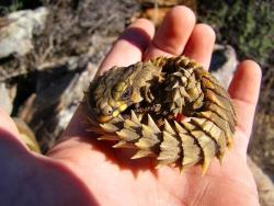  Biologists would have you call this thing an Armadillo-Girdled Lizard, Cordylus cataphractus, but I won’t be fooled. This is clearly a baby dragon. They also have this adorable habit of biting their own tails for no discernible reason. Which is