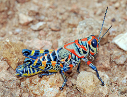 sixpenceee:Dactylotum bicolor, also known as the Rainbow Grasshopper or Painted Graddhopper is a species of grasshopper, and the only recognized member of its genus. It is found in shortgrass prairie and desert grasslands throughout the Western Great