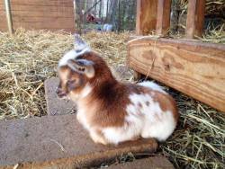 babygoatsandfriends:  i sleepy baby goat loaf. Pinnacle Hills Goat Farm 