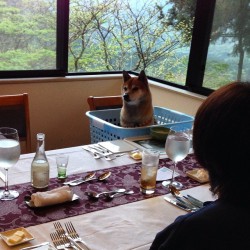 shiba-natsu:  #柴犬 #胡麻柴 #海 #shiba #ディナー by shibakai http://bit.ly/1zFxGb0