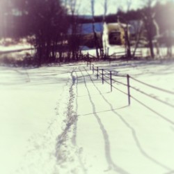 When theres a dead end jump on your horse and challenge it. #horse #tracks #snow #winter #fence #cold #diehard