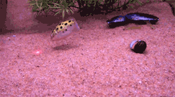asapscience:This fish chasing the laser pointer 😂 [Via Reddit]