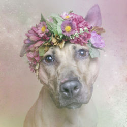 teenboypopstar:  kidgarbage:  Flower Power - Sophie Gamand “Flower Power is about challenging myself to approach pit bulls with a fresh perspective and an open heart. I invite the viewer to do the same.&ldquo; [x] All dogs photographed are available