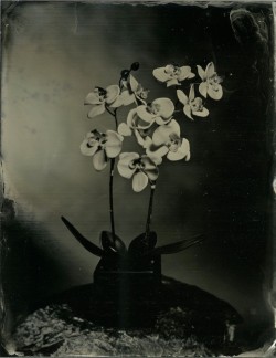 brookelabrie:various first-run wetplates{ starting at only บ }more added soon !view more at my WetPlateWares etsy store